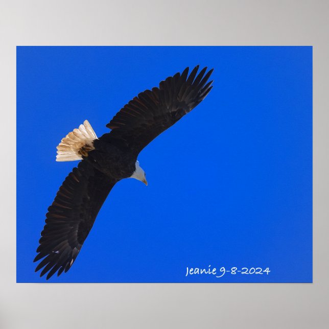 Poster Aigle sur fond de ciel bleu (Devant)
