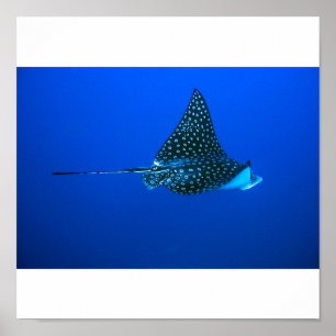 Poster Aigle tacheté Ray, Belize 2006