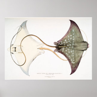 Poster Aigle tacheté Stingray : Une Créature Magnifique