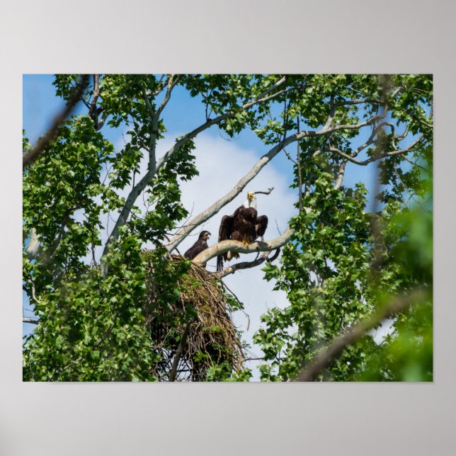 Poster Aigles chauds (Devant)