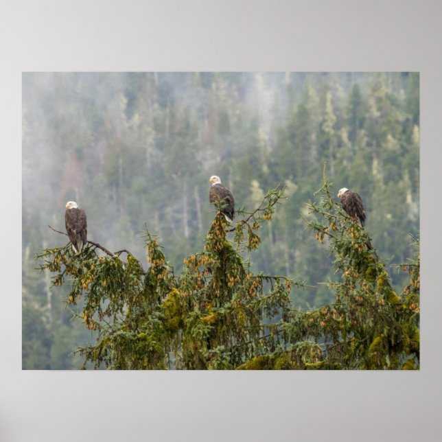 Poster Aigles chauds | Tongass National Forest Alaska (Devant)