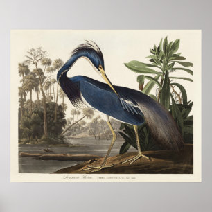 Poster Aigrette de Louisiane, oiseau, Art vintage d'Audub