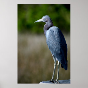 Poster Aiguille bleue