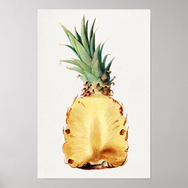 Poster Aiguille coupée en deux Aquarelle de Fruit Peintur (Devant)