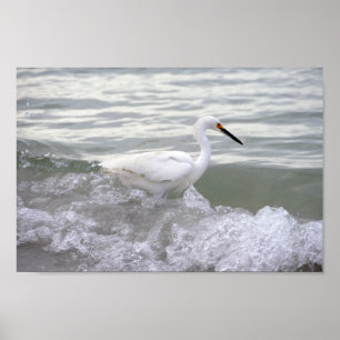 Poster Aiguille neigeuse dans le Surf