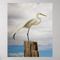 Aiguille talentueuse | Fort Myers Beach, Floride