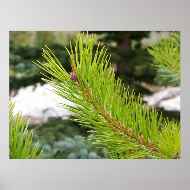 Poster Aiguilles de pin (Devant)