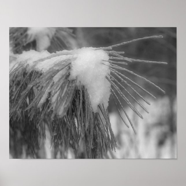 Poster Aiguilles de pin de glace neige Noir Blanc Nature  (Devant)