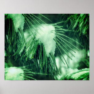Poster Aiguilles De Pins En Hiver De Neige Et De Glace