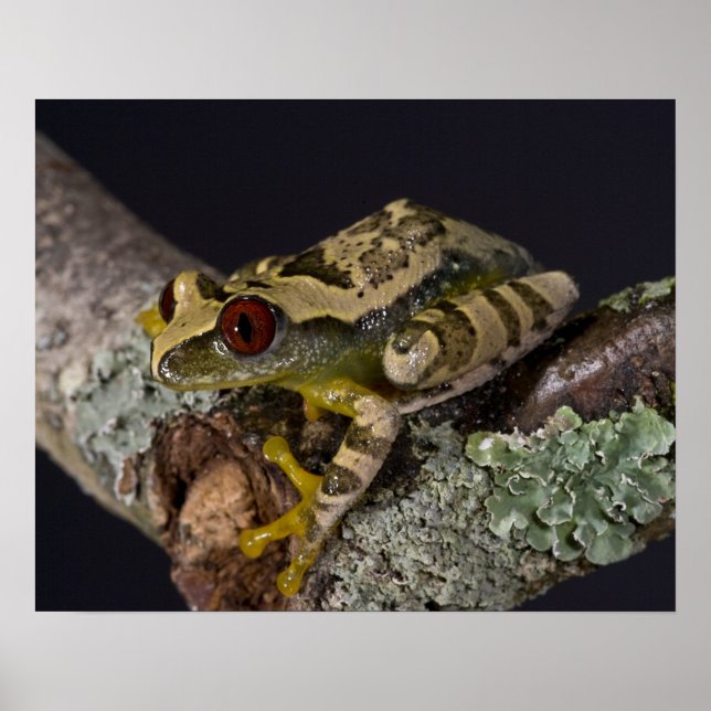 Poster Aiguilles Rouges Africaines Treefrog, Leptopelis (Devant)