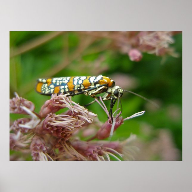 Poster Ailanthus Webworm Moth (Atteva punctella) (Front)