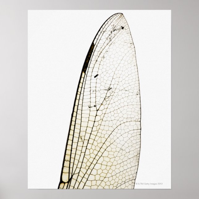 Poster Aile de libellules (Devant)