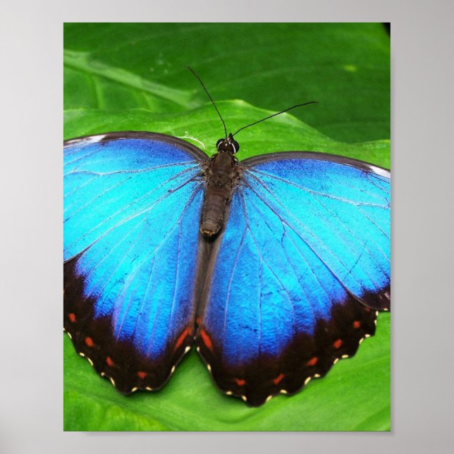 POSTER AILES À BOUTEILLE (Devant)