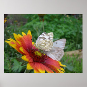 Poster Ailes d'affiche de la grâce (4)