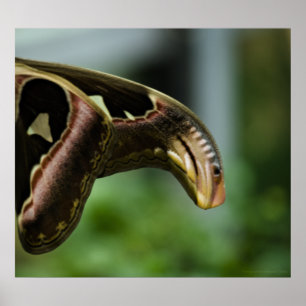 Poster Ailes de l'Atlas