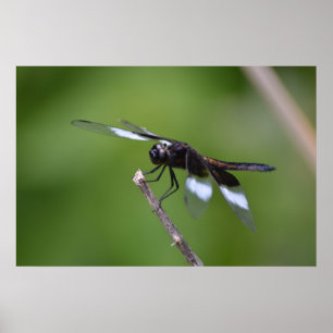 Poster Ailes de libellule peintes par jet