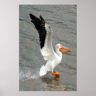 Poster Ailes de pélican