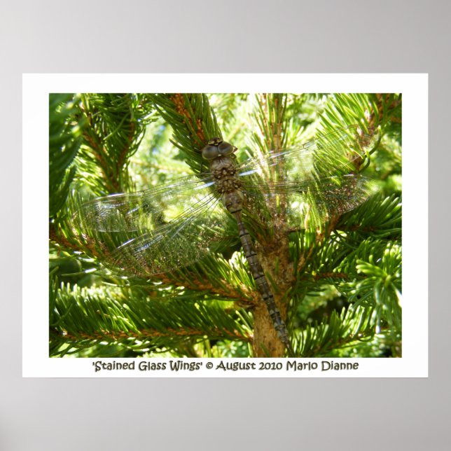 Poster 'Ailes de verre tendues' (Devant)