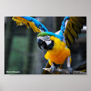 Poster Ailes d'or et de saphir