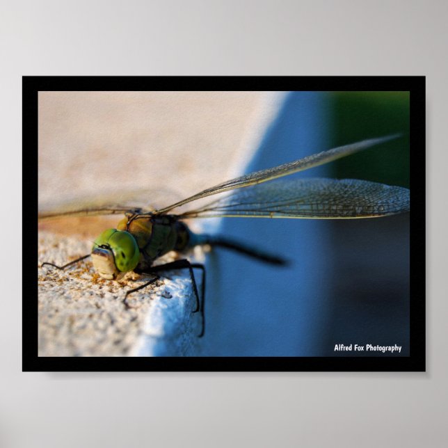 Poster Ailes d'une Libellule (Devant)