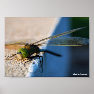 Poster Ailes d'une Libellule