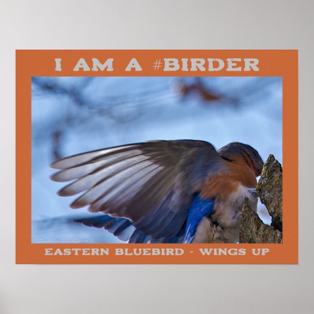 Poster Ailes vers l'Est Oiseau de bleuet (Devant)