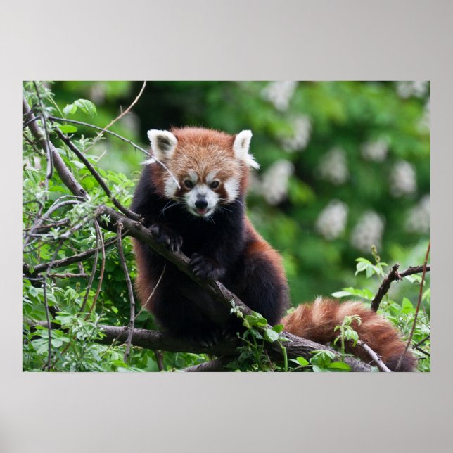 Poster Ailurus fulgens (Devant)