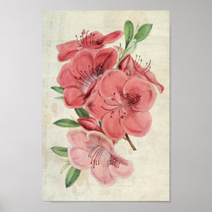 Poster Aimant botanique vintage Azalea