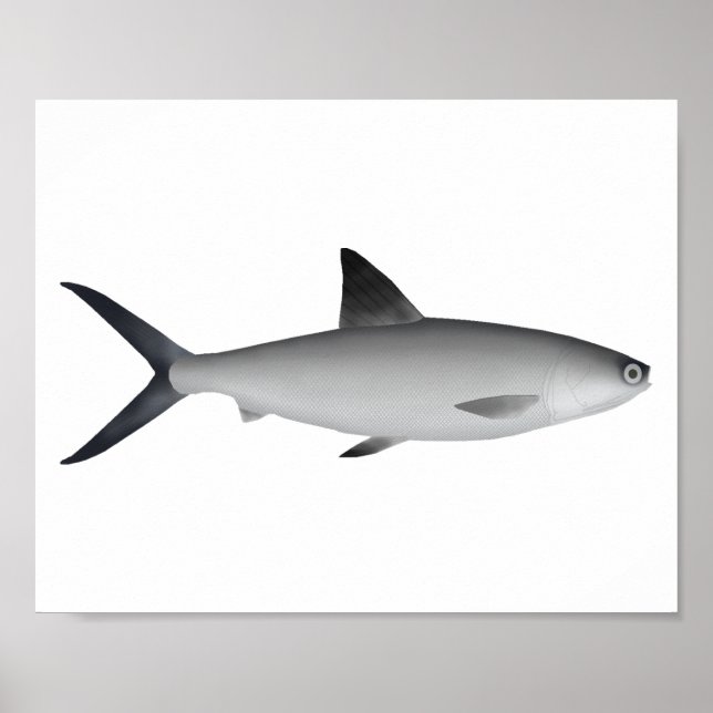 Poster Aimant de lotte (Devant)