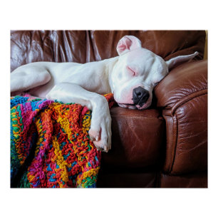 Poster Aimer Pitbull Chien Dormir sur le canapé