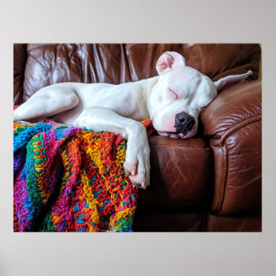 Poster Aimer Pitbull Chien Dormir sur le canapé