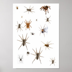 Poster Aimez les araignées !