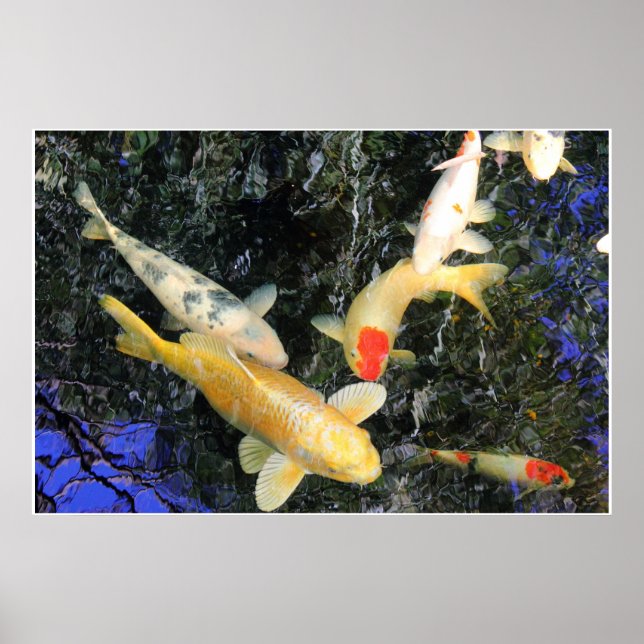 Poster Air Koi (Devant)