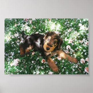 Poster Airedale pup dans le champ de fleurs