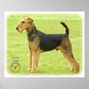 Poster Airedale Terrier 8T092D-16