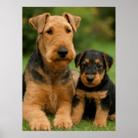 Airedale Terrier Avec Chiot
