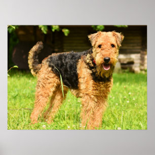 Poster Airedale Terrier Chien chiot