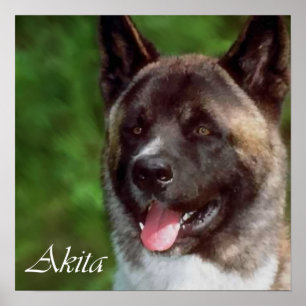 Poster Akita Art Imprimer Cadeaux