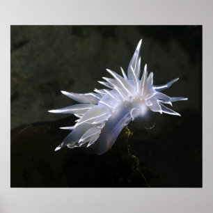 Poster Alabaster Nudibranche