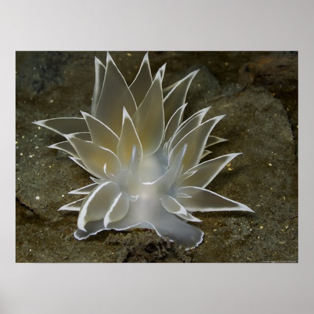 Poster Alabaster Nudibranche (Dirona albolineata) (Devant)