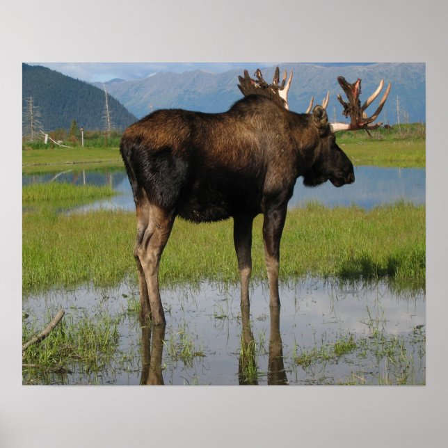 Poster Alaska Bull Moose Antlers Photo Conçu (Devant)