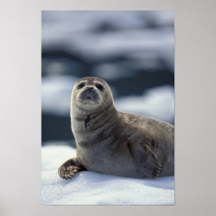 Poster Alaska, région du sud-est Phoque commun sur glace