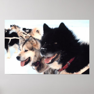 Poster Alaskan Husky Love
