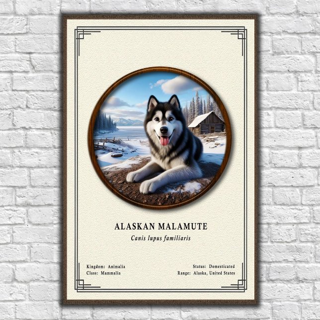 Poster Alaskan Malamute Zoology Series (Créateur téléchargé)