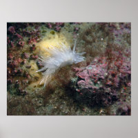 Albâtre Nudibranche
