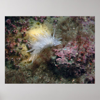 Poster Albâtre Nudibranche