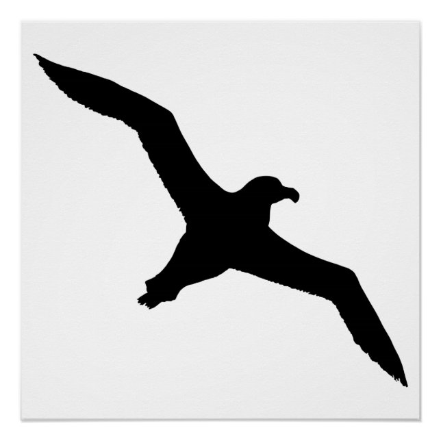 Poster Albatros (Devant)