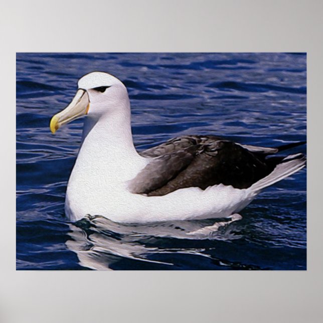 Poster Albatros (Devant)