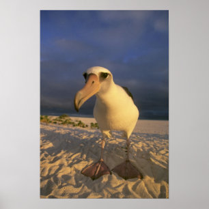 Poster Albatros de Laysan, Diomedea immutabilis),