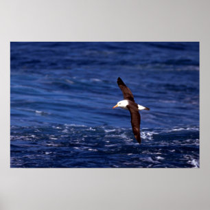 Poster Albatros Noir En Vol
